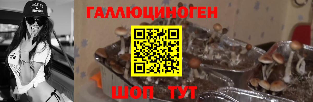Галлюциногенные грибы Psilocybine cubensis Белорецк